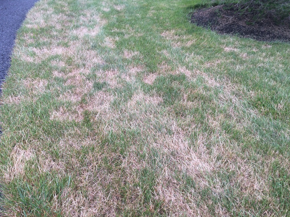 Lawn fungus 2024